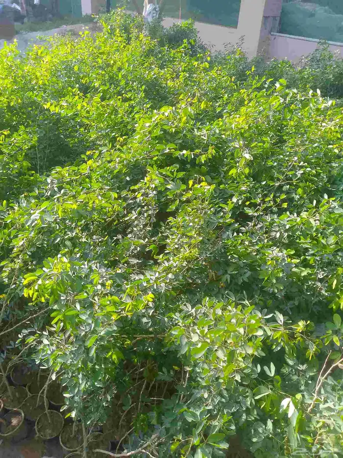 اشجارمسدات لوز شوكي ونيم موجودفل بلدي 0