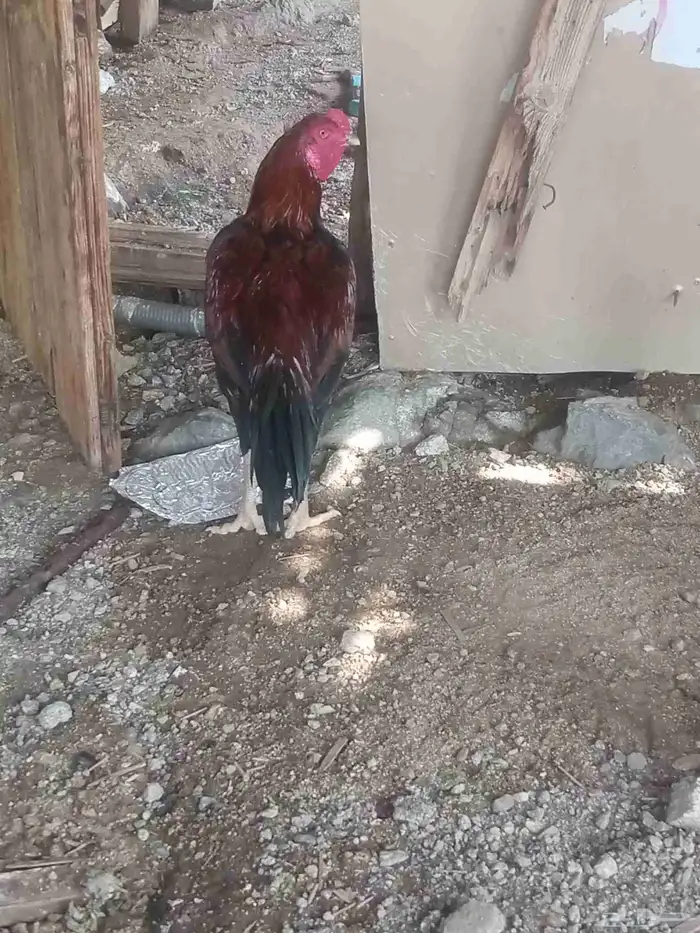 الديك ممتاز الصحه 100  100 طول الديك بلوكتين 7