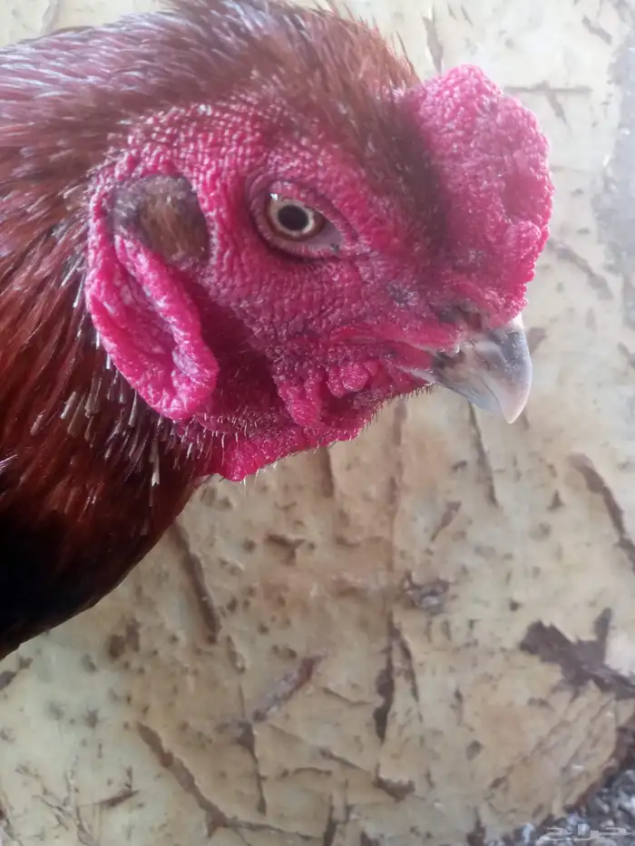 الديك ممتاز الصحه 100  100 طول الديك بلوكتين 14