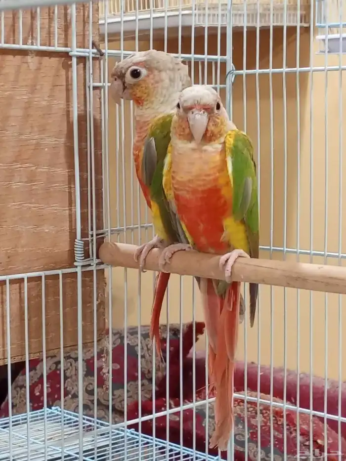 جوز كنيور اناناس 0