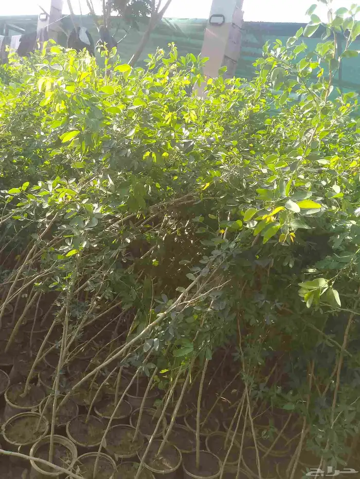 اشجارمسدات لوز شوكي ونيم موجودفل بلدي 2