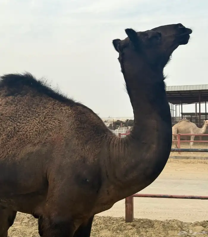 للبيع قعود مجاهيم - عمر سنة 3