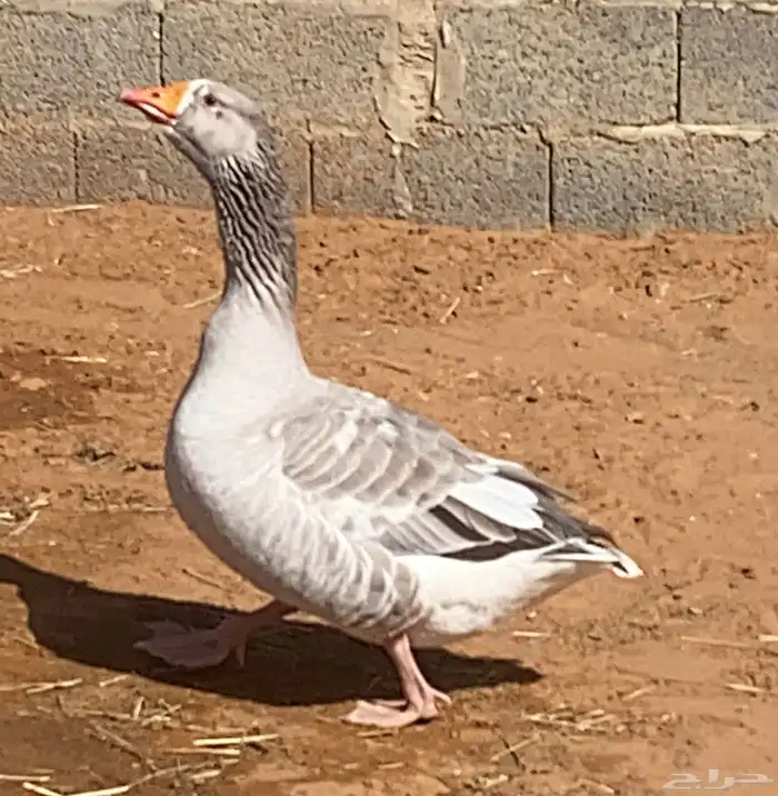 مطلوب اناثي وز بلدي نفس اللي بالصور 3