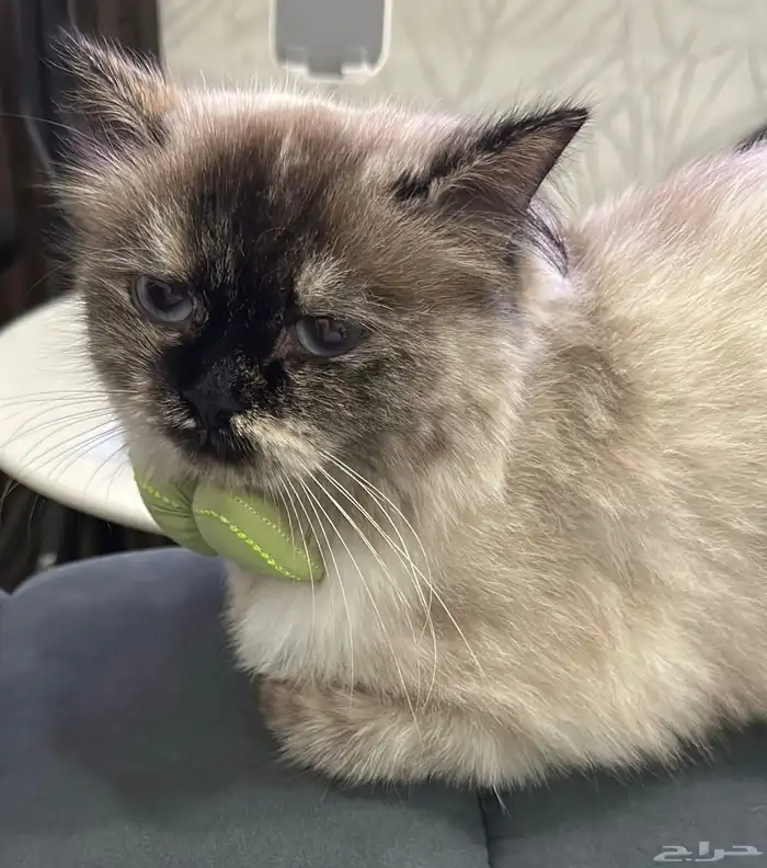 قطة هملايا بيور للبيع 0