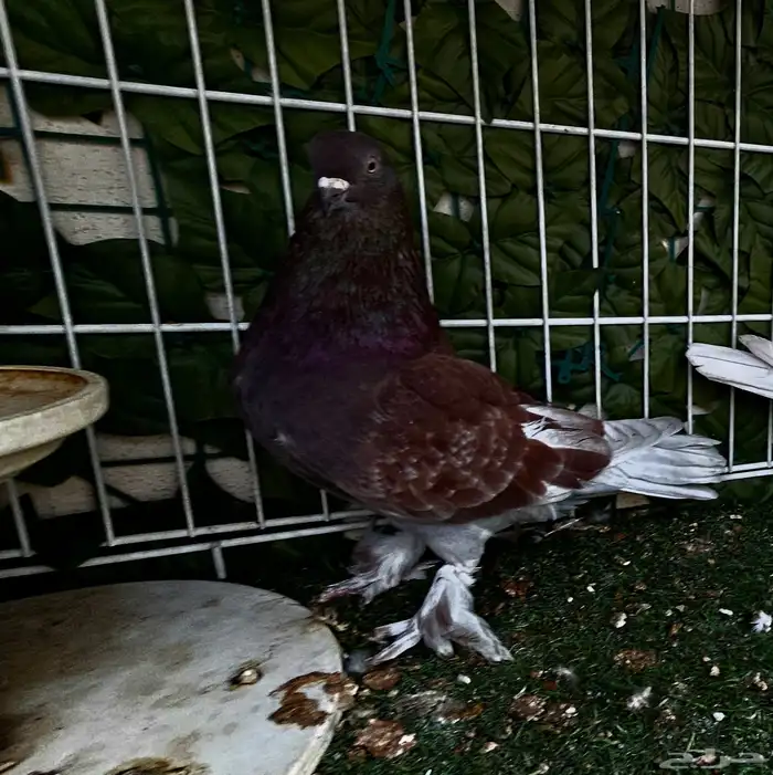 طبه تركي تفاحي 2