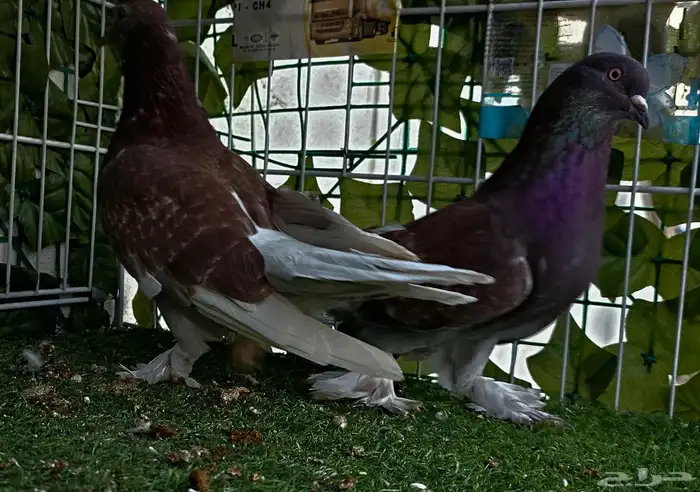 طبه تركي تفاحي 5