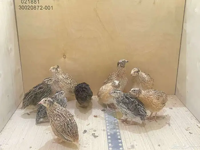 سمان عمر شهر صحه شرط الموقع شرق الرياض حي البيان 0