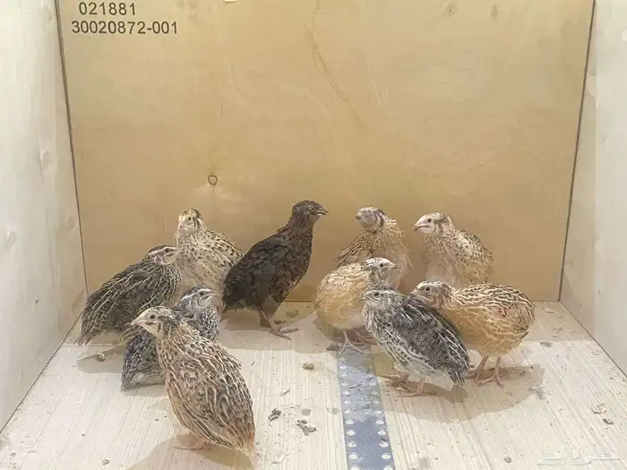 سمان عمر شهر صحه شرط الموقع شرق الرياض حي البيان 2