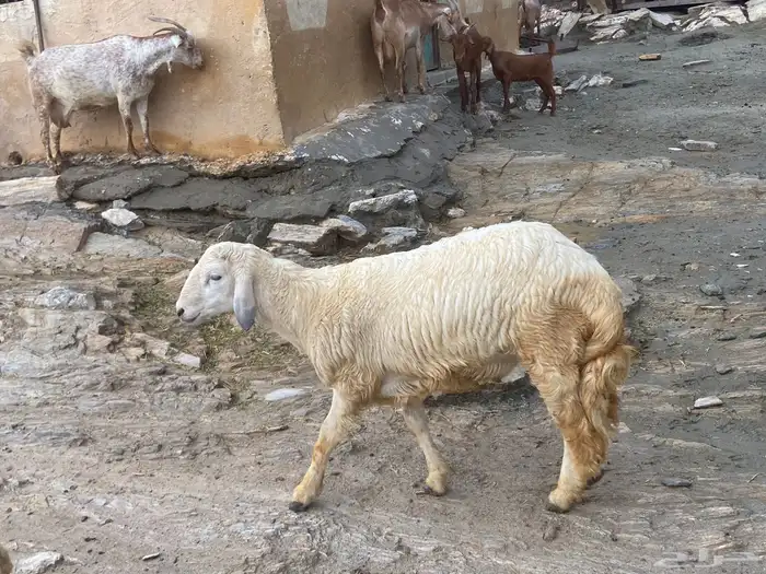 جذع على مستوى عالي فل شحم ولحم 1