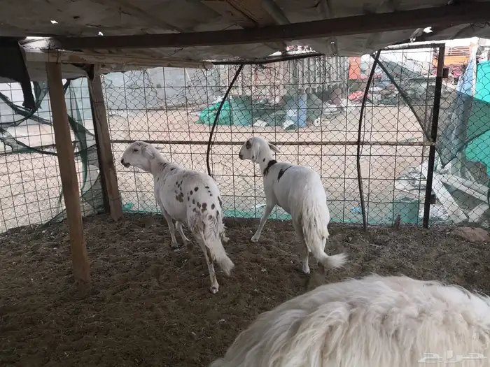 ساكنيه للبيع مع بنتها 1