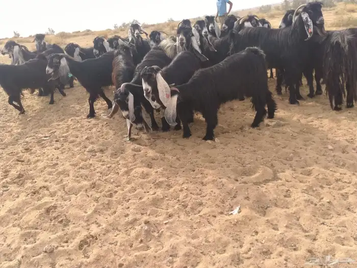 ماعز عوارض 0