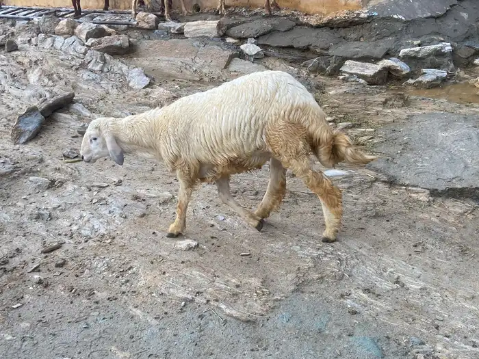 جذع على مستوى عالي فل شحم ولحم 0