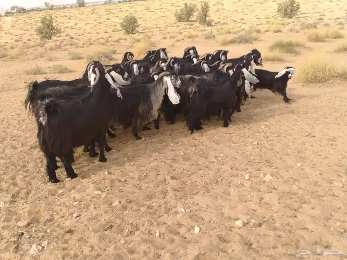 ماعز عوارض 3