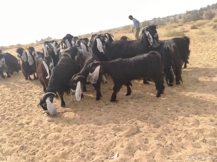 ماعز عوارض 1