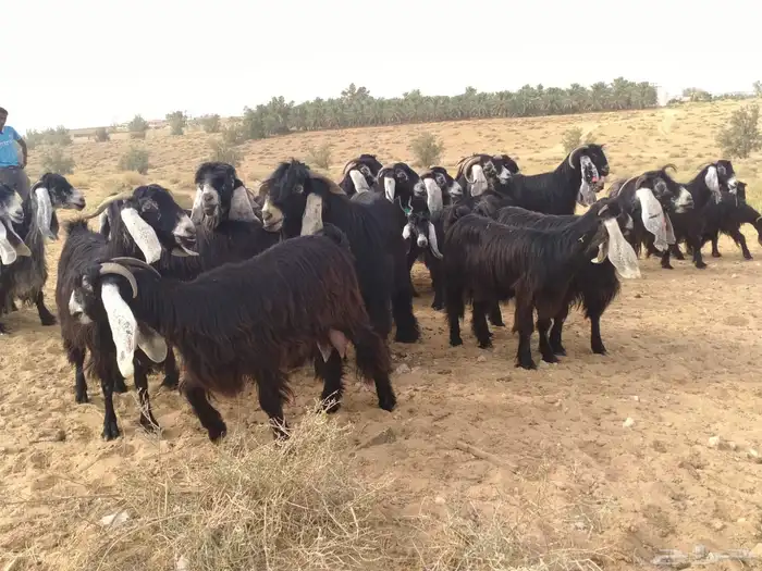 ماعز عوارض 2