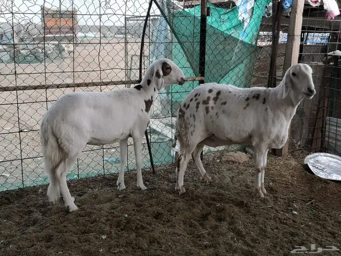 ساكنيه للبيع مع بنتها 2