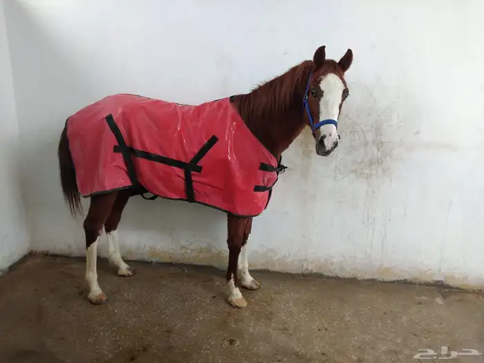 حصان واهو ركوب 2