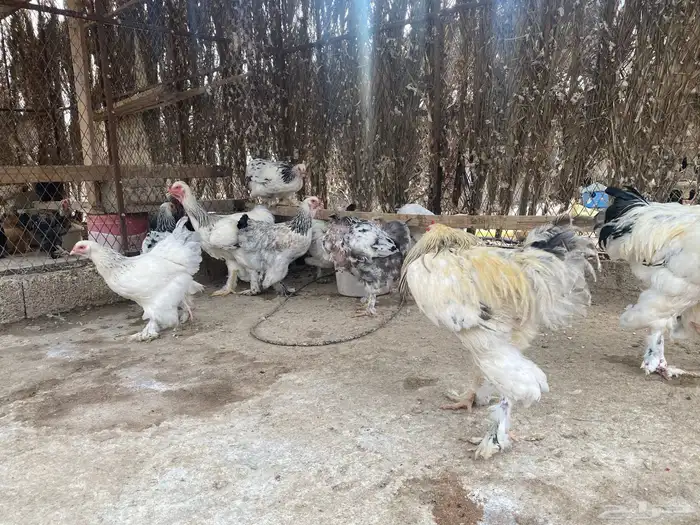 دجاج براهما وسبرايت 15
