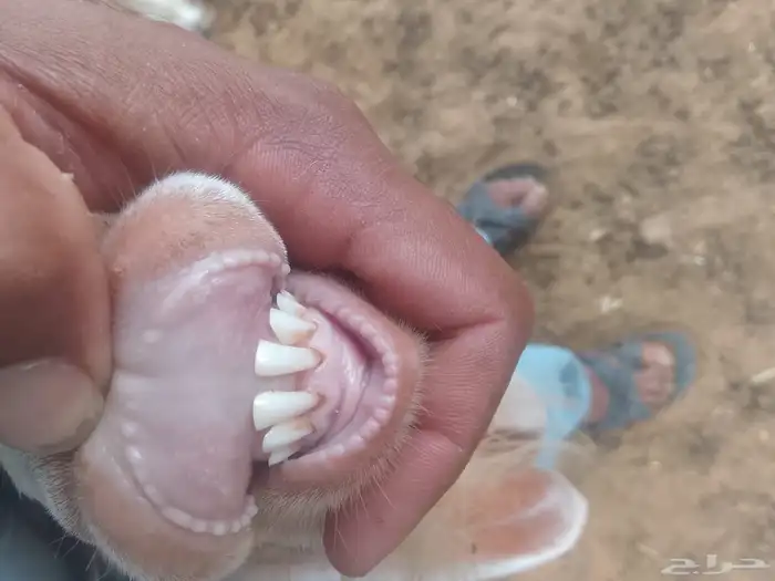 تيوس للبيع 0