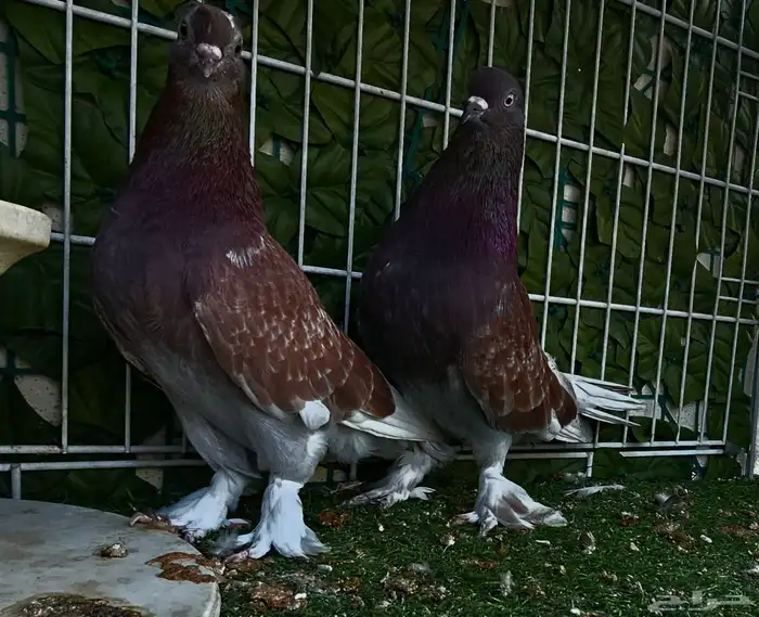 طبه تركي تفاحي 7