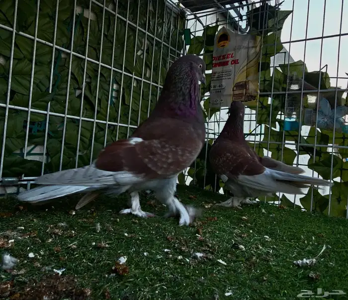 طبه تركي تفاحي 4