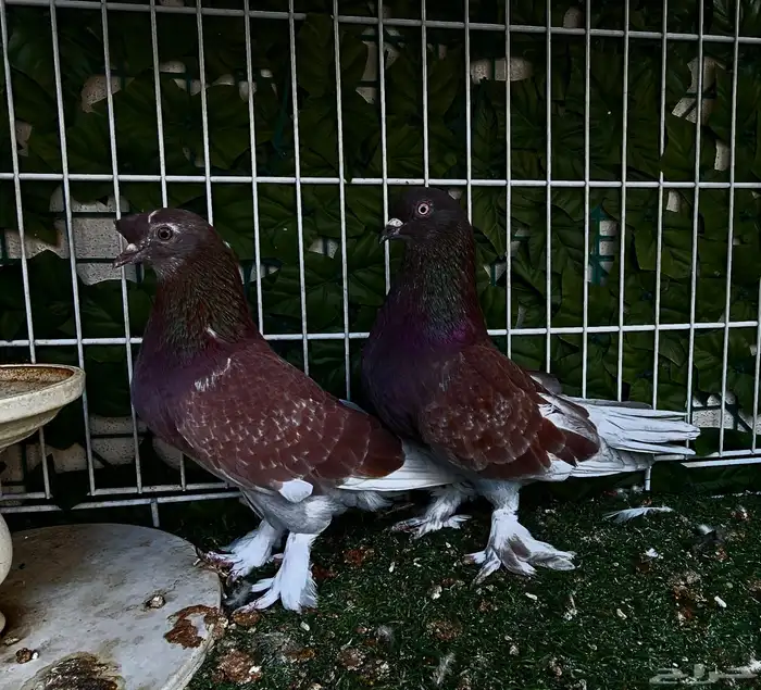 طبه تركي تفاحي 1