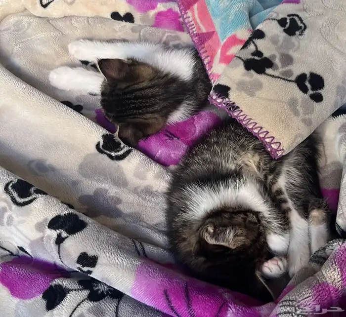 قطط للتبني 0