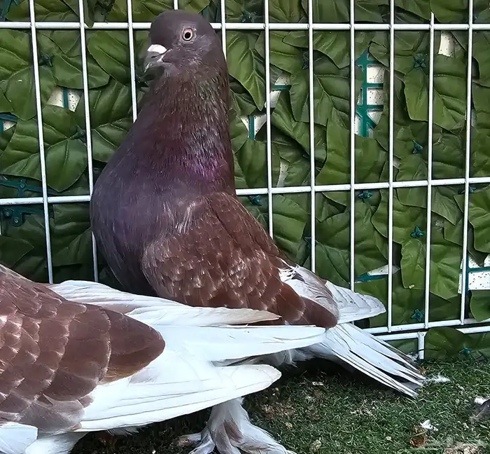 طبه تركي تفاحي 0