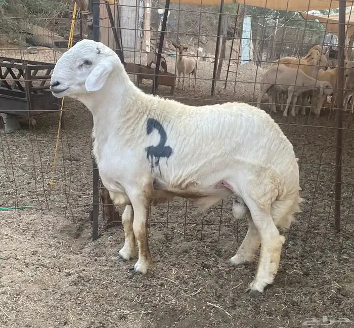 مشاريع فحول حريه صنف الصنف 0