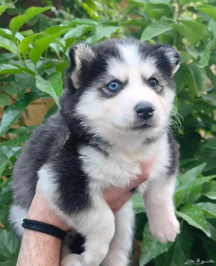 كلاب هاسكي جراوي 4