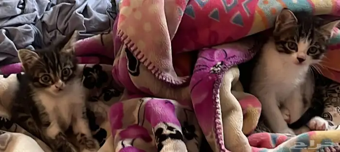 قطط للتبني 2