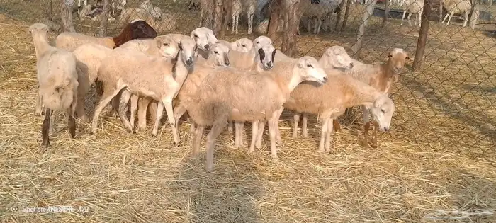 رخال بلدي من 550 3