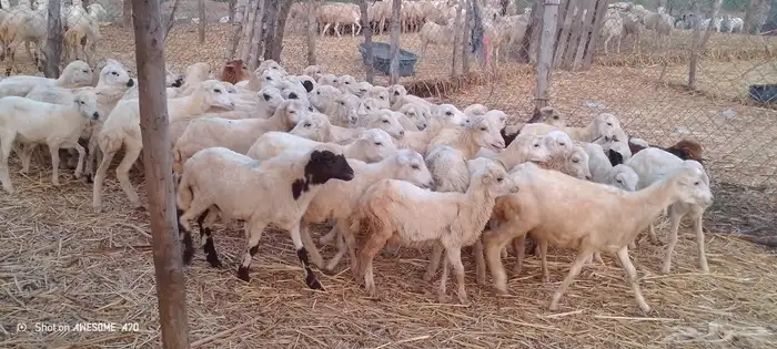 رخال رفيدي من 430 ريال 1