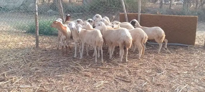 رخال بلدي من 550 4