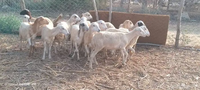 رخال بلدي من 550 1