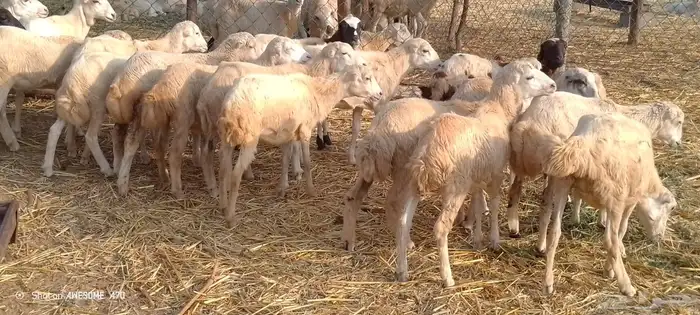 رخال بلدي من 550 2