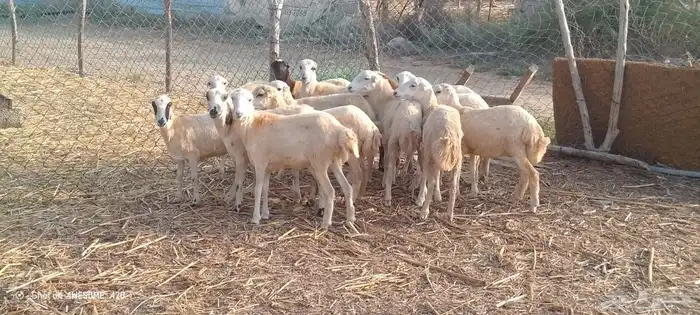 رخال بلدي من 550 5