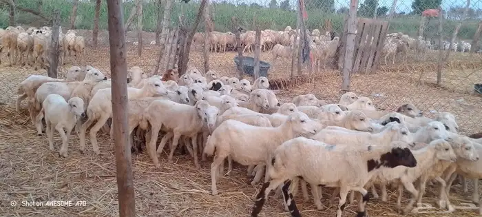 رخال رفيدي من 430 ريال 0