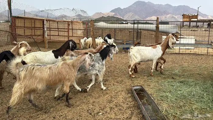 للبيع معزه مصريات 10روس دفيع من 650ريال 4