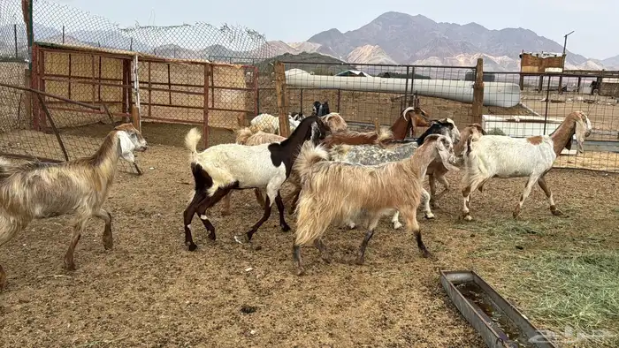 للبيع معزه مصريات 10روس دفيع من 650ريال 0