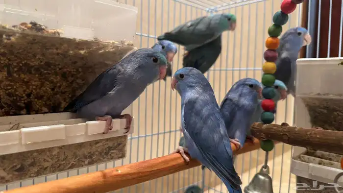 للبيع اجواز ميني روز بارتوليت 2