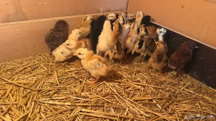 صيصان بلدي 0