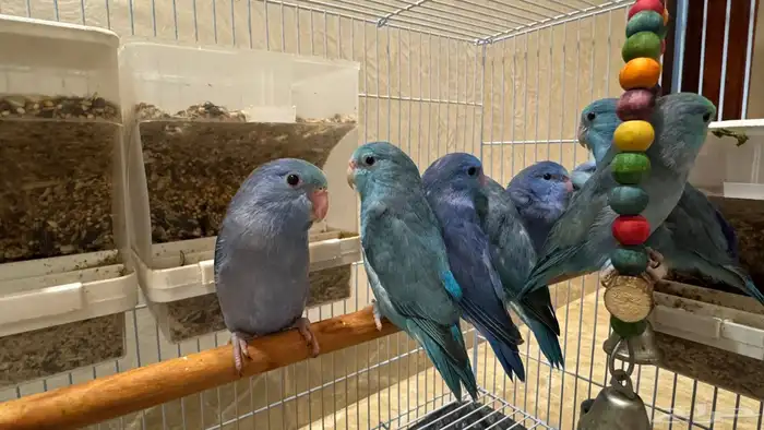 للبيع اجواز ميني روز بارتوليت 0