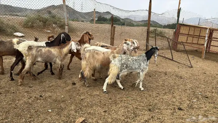 للبيع معزه مصريات 10روس دفيع من 650ريال 7