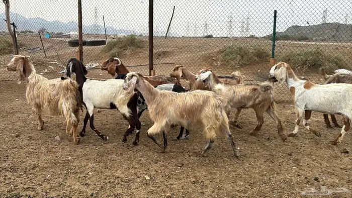 للبيع معزه مصريات 10روس دفيع من 650ريال 1