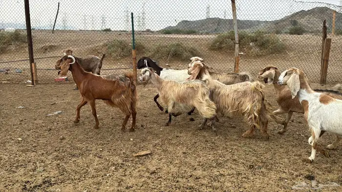 للبيع معزه مصريات 10روس دفيع من 650ريال 3