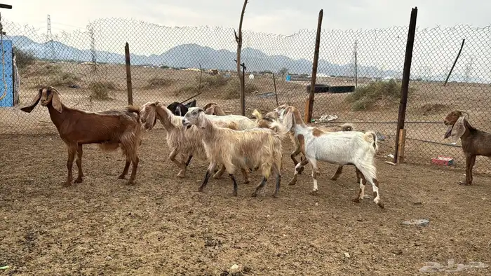 للبيع معزه مصريات 10روس دفيع من 650ريال 2