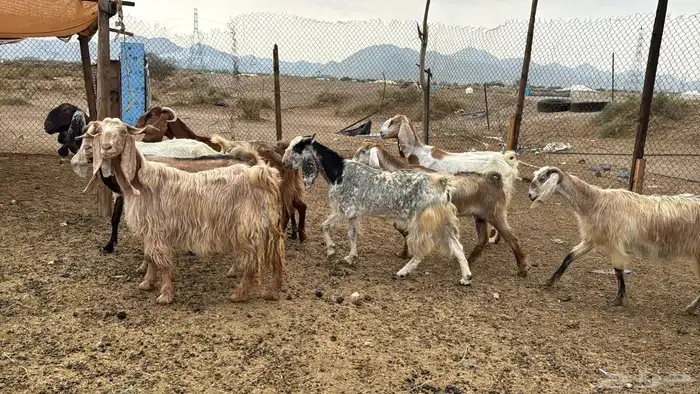 للبيع معزه مصريات 10روس دفيع من 650ريال 5