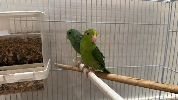 للبيع اجواز ميني روز بارتوليت 1