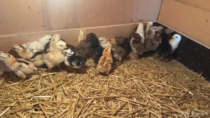 صيصان بلدي 1